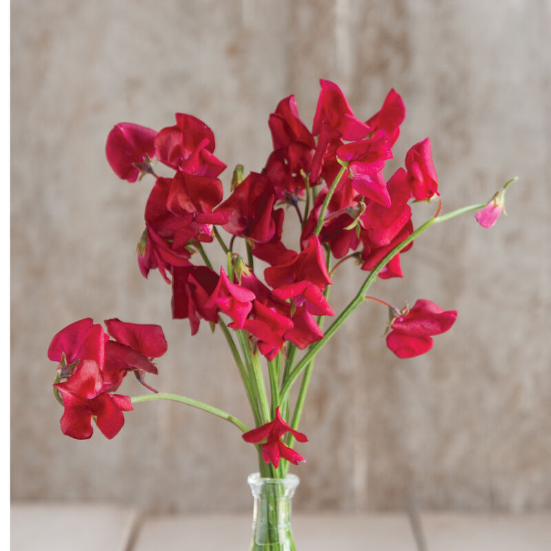 Puķuzirņi 'Elegance Scarlet'