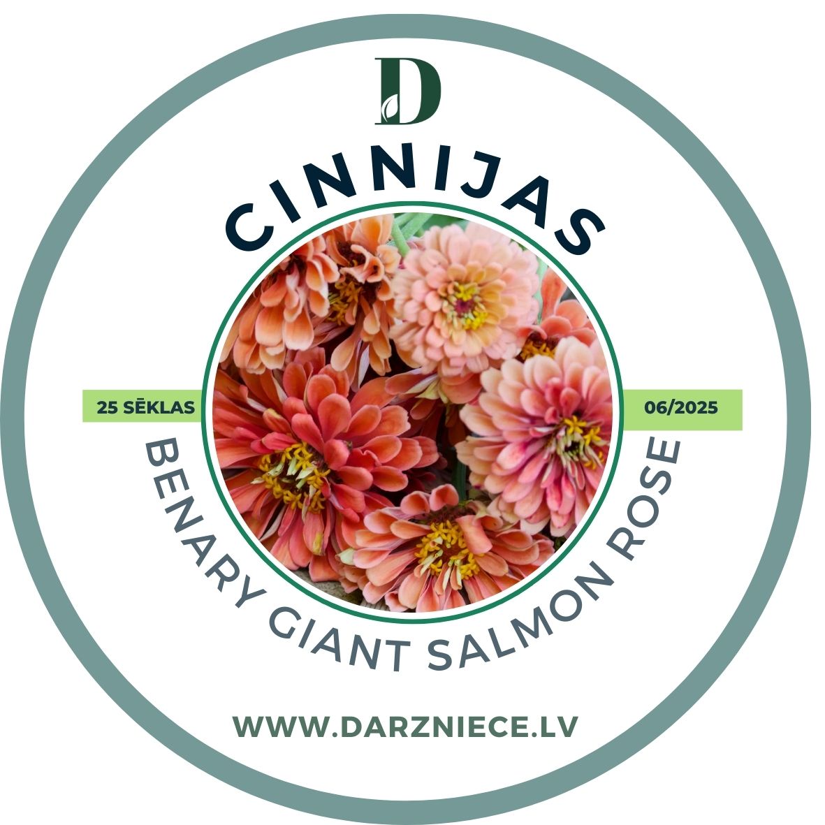 Cinnijas Benary's Giant Salmon Rose