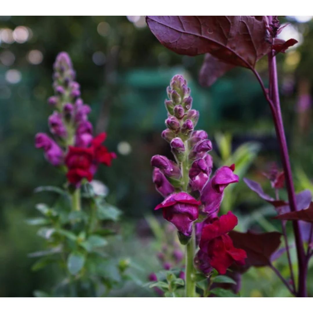 Lauvmutīte 'Potomac Crimson'