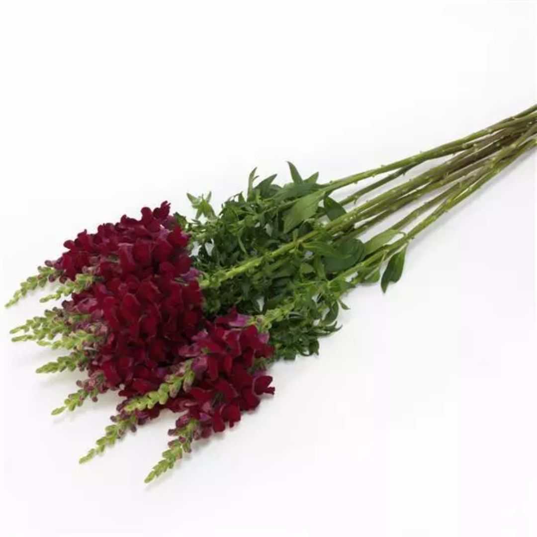 Lauvmutīte 'Potomac Crimson'