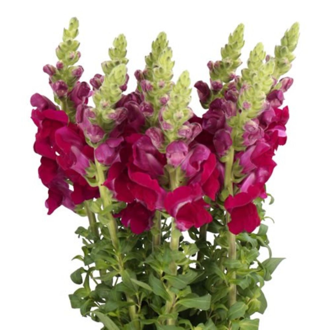Lauvmutīte 'Potomac Crimson'