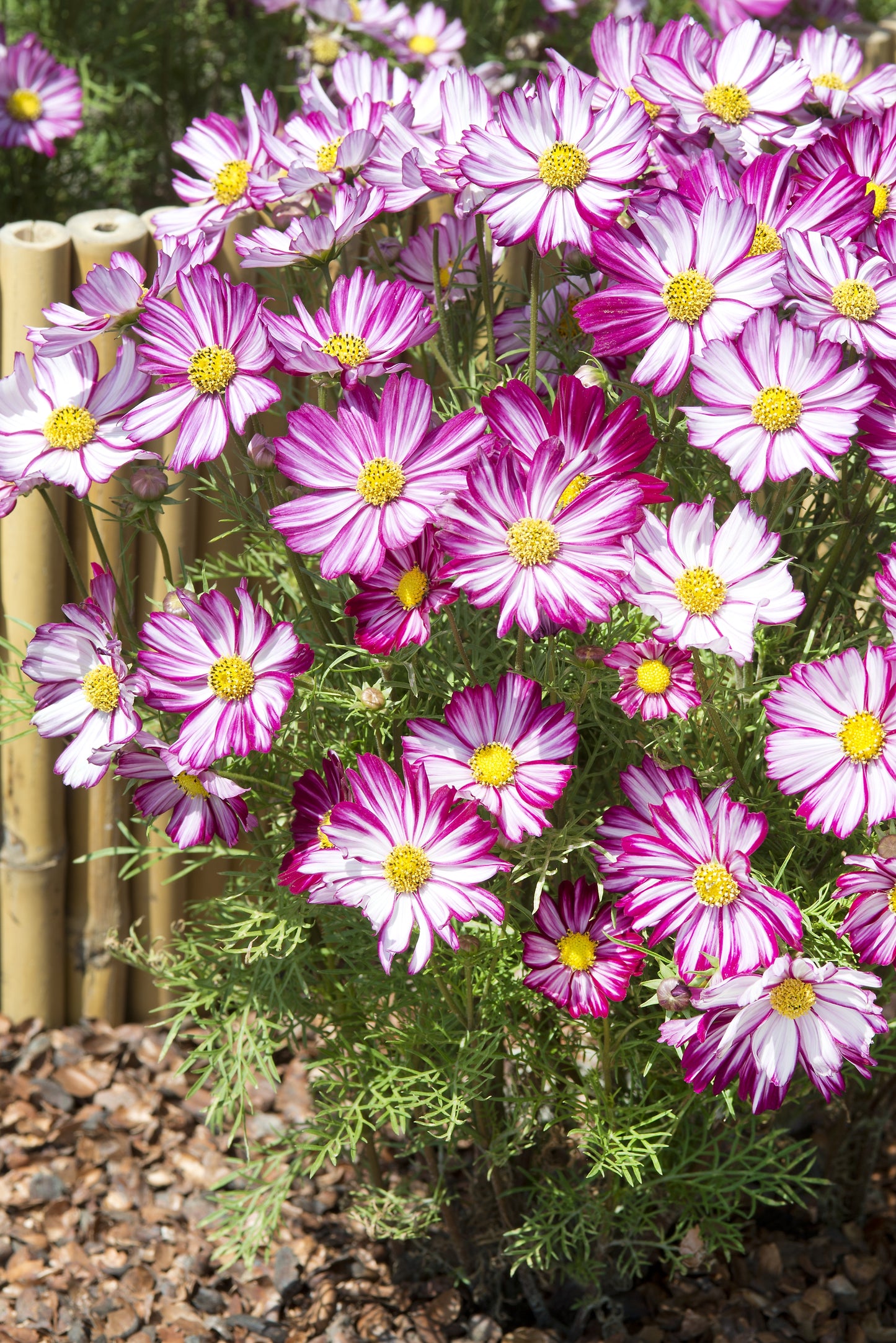 Kosmeja 'Dwarf Purple Picotee'