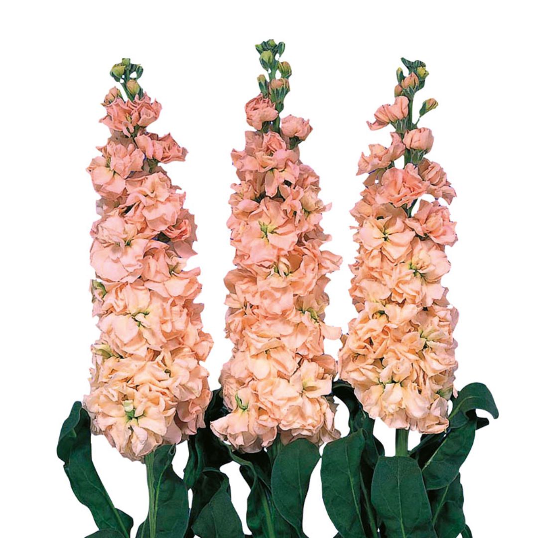 Lefkoja 'Iron Apricot'