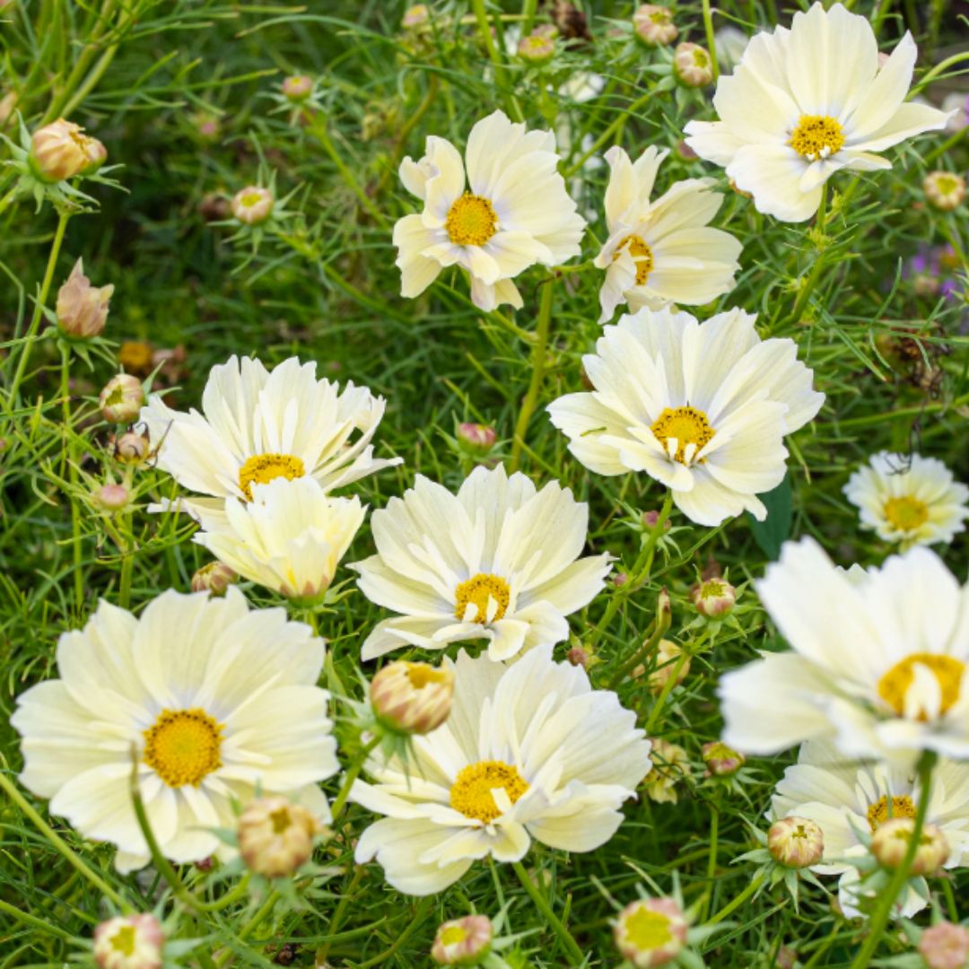 Kosmeja 'Xanthos'
