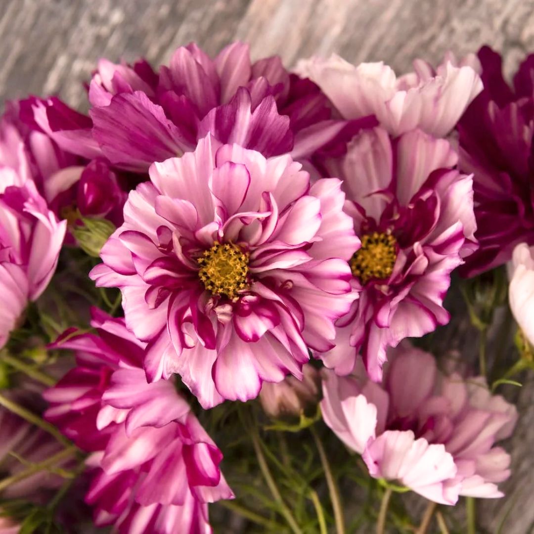 Kosmeja 'Double Click Bicolor Violet'