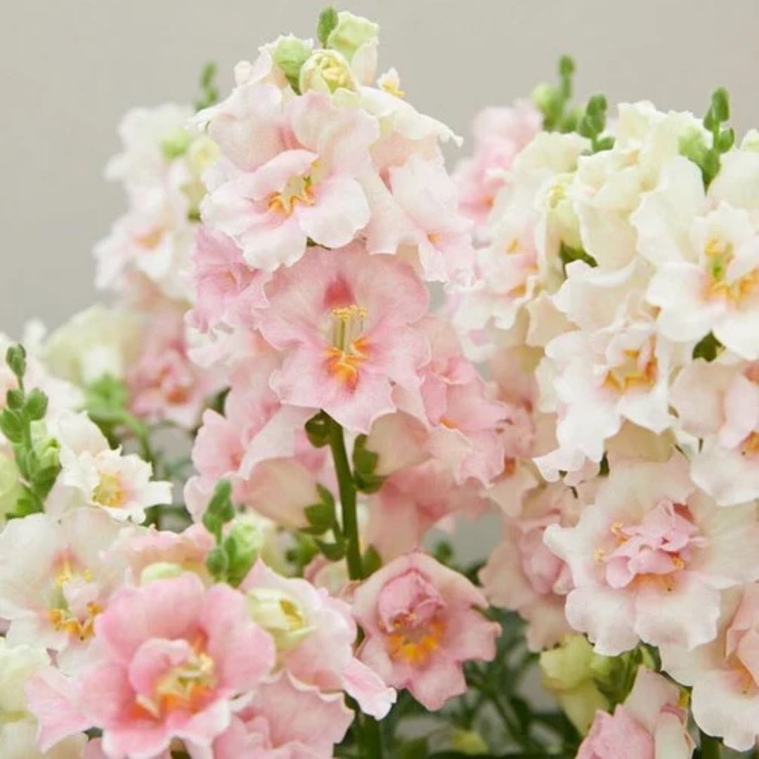 Lauvmutīte 'Double Shot Apple blossom'