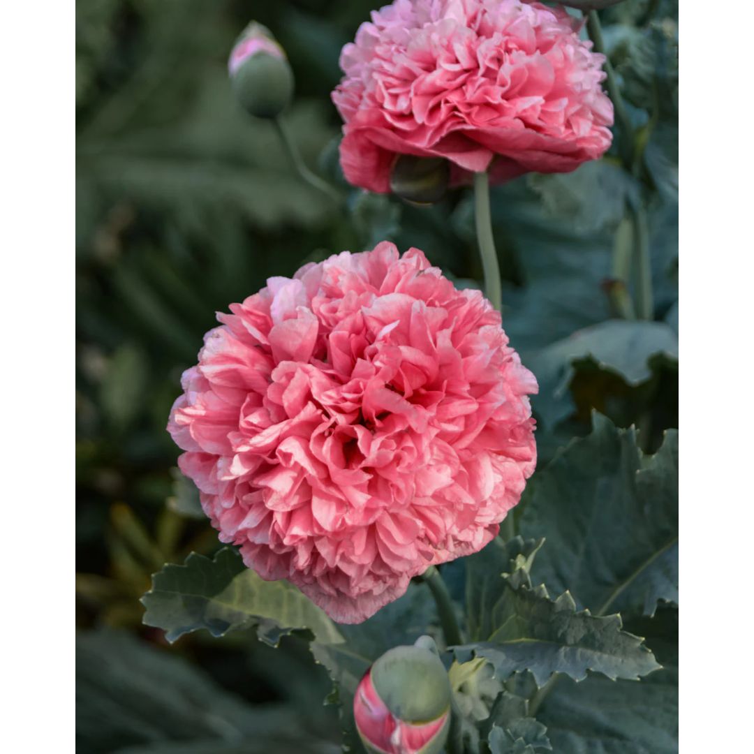 Miega magone 'Frosted Salmon Peony'