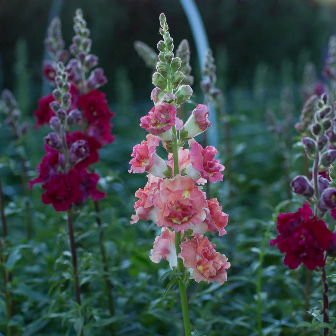 Lauvmutīte 'Butterfly Red'