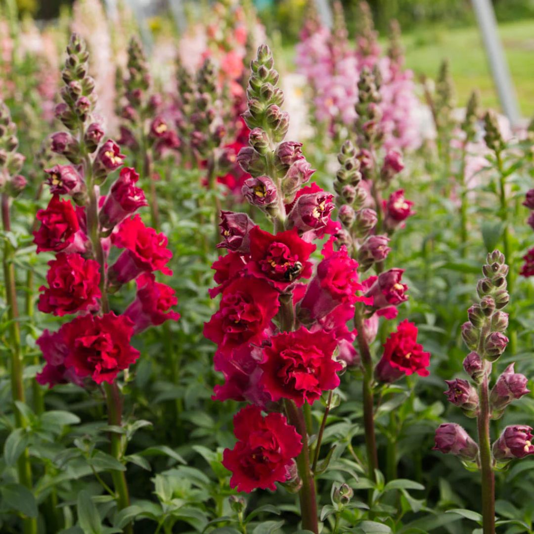 Lauvmutīte 'Butterfly Red'
