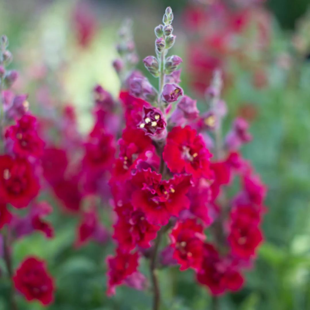 Lauvmutīte 'Butterfly Red'