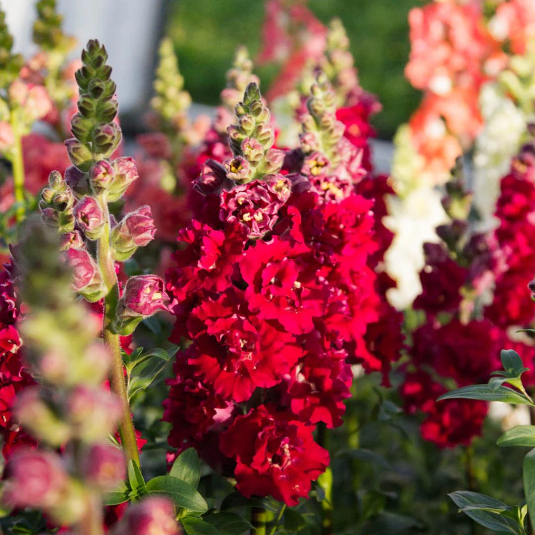 Lauvmutīte 'Butterfly Red'