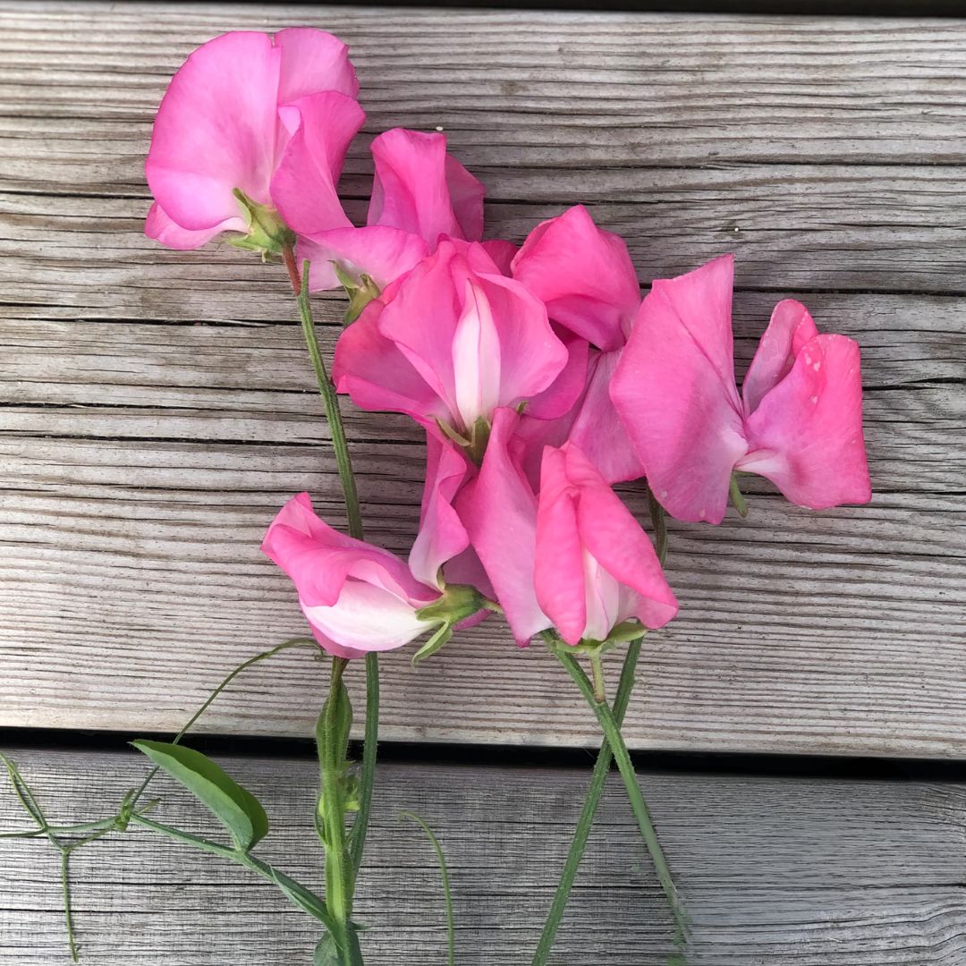 Puķuzirņi 'Elegance Deep Rose'