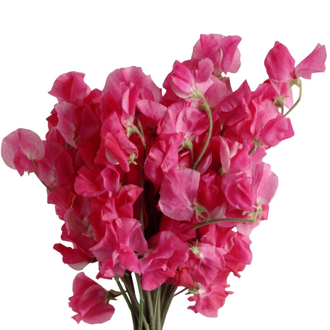Puķuzirņi 'Elegance Deep Rose'