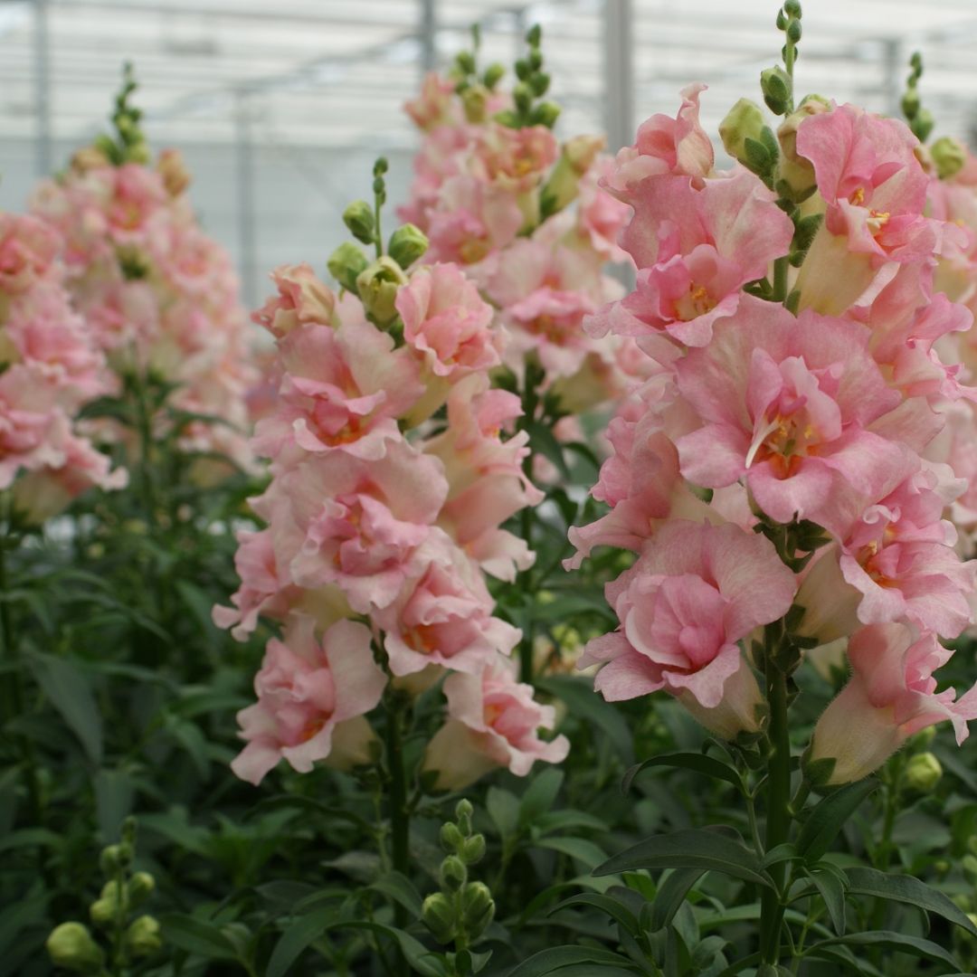 Lauvmutīte 'Double Shot Apple blossom'