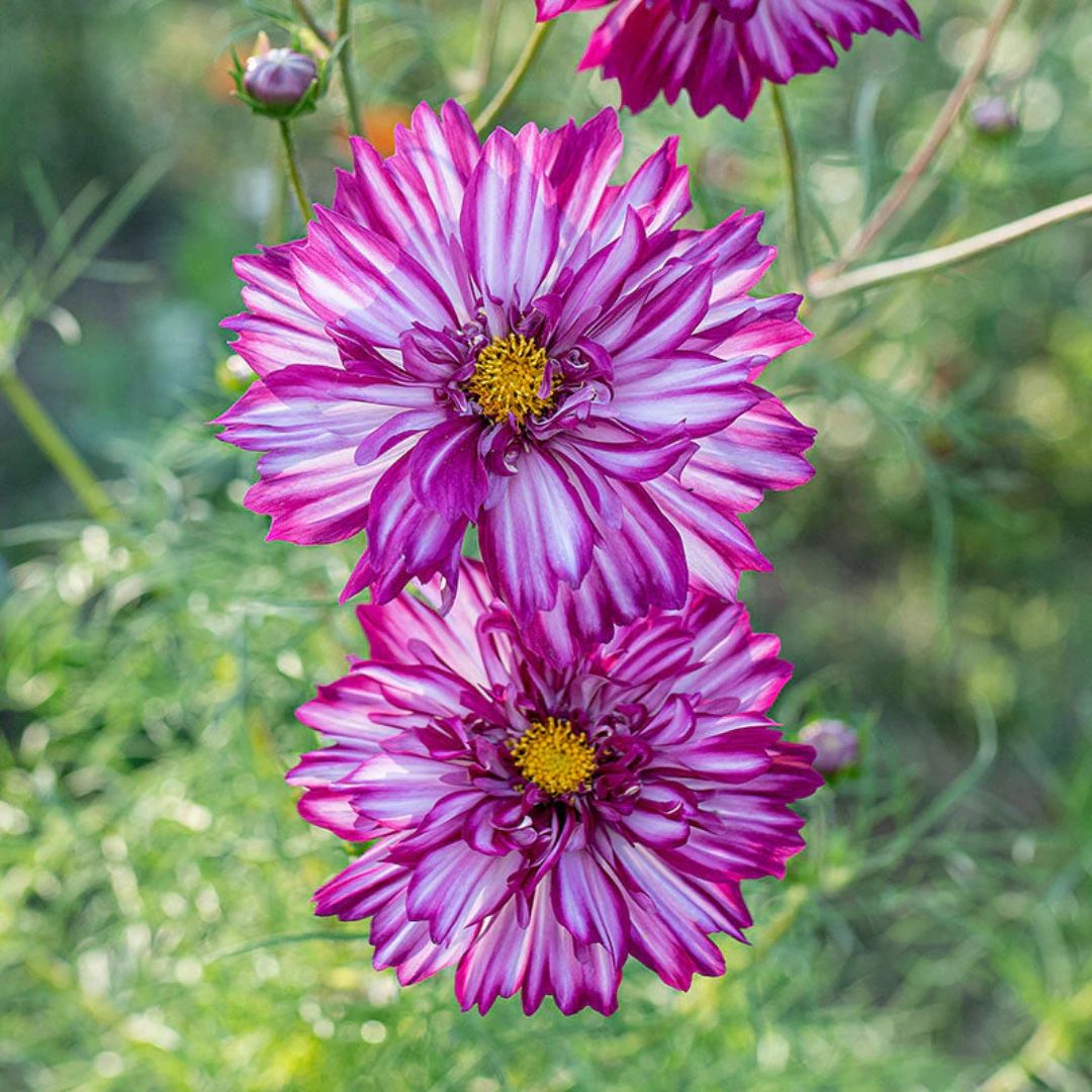 Kosmeja 'Double Click Bicolor Violet'