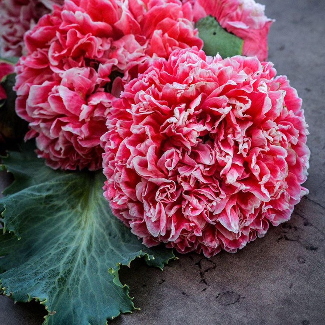 Miega magone 'Frosted Salmon Peony'