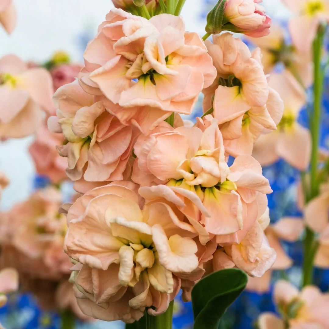 Lefkoja 'Iron Apricot'