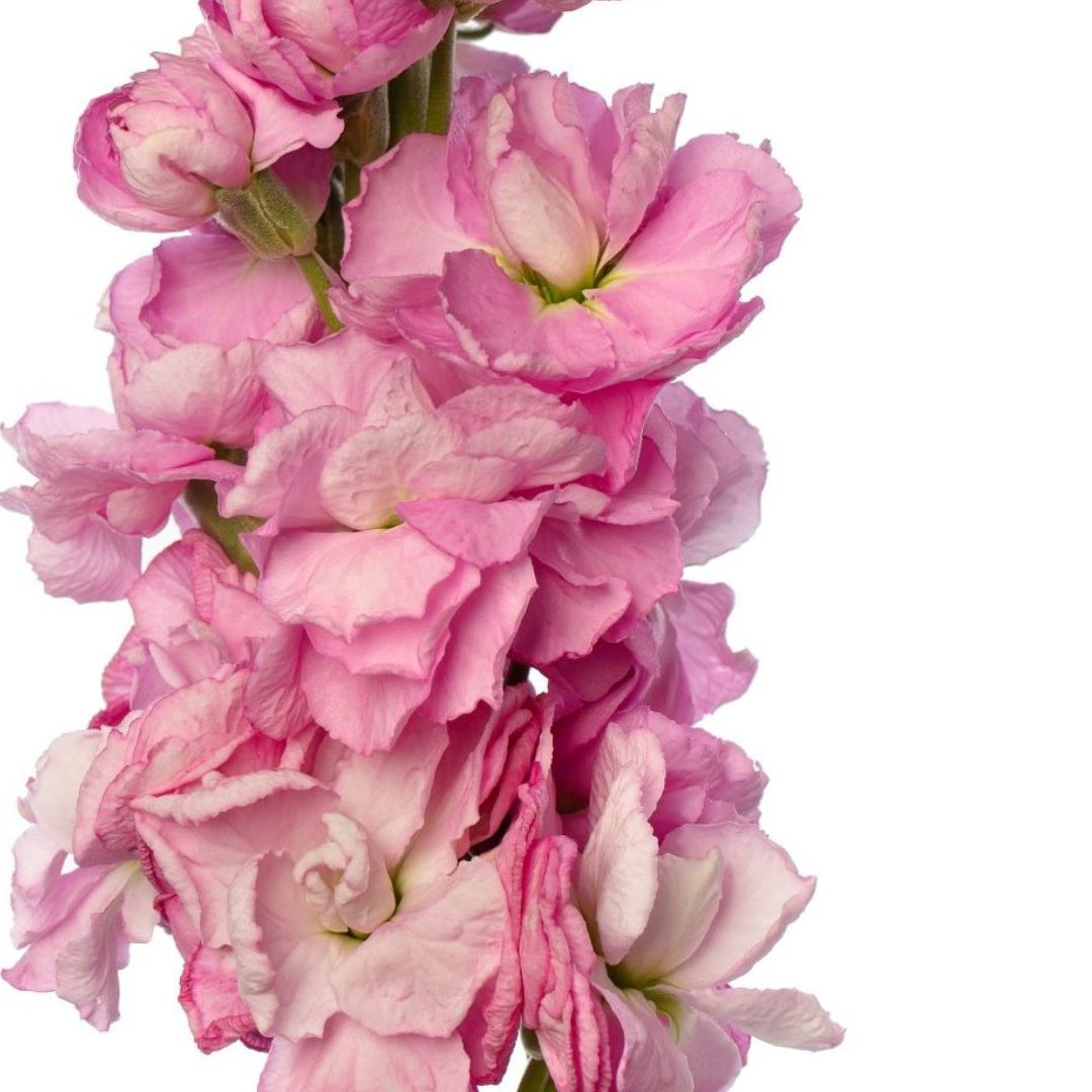 Lefkoja 'Early Iron Pink'