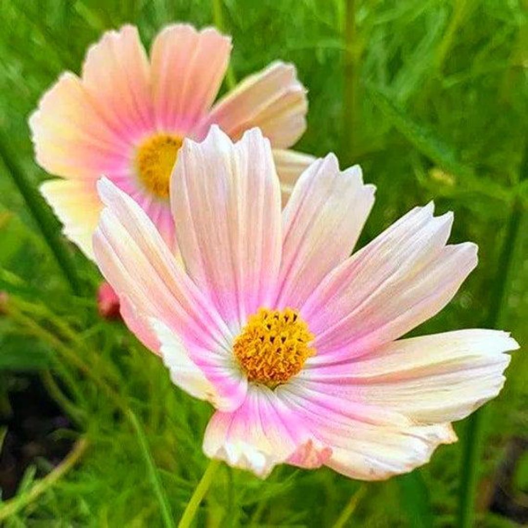 Kosmeja 'Apricot Lemonade'