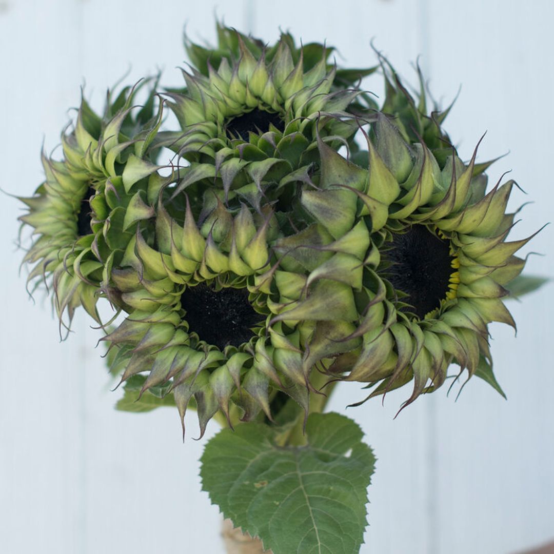 Saulespuķe 'Sunfill Purple' F1
