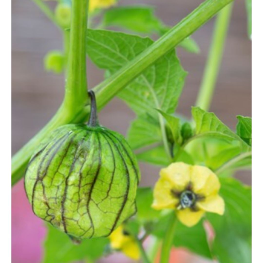 Fizālis 'Purple de Milpa'