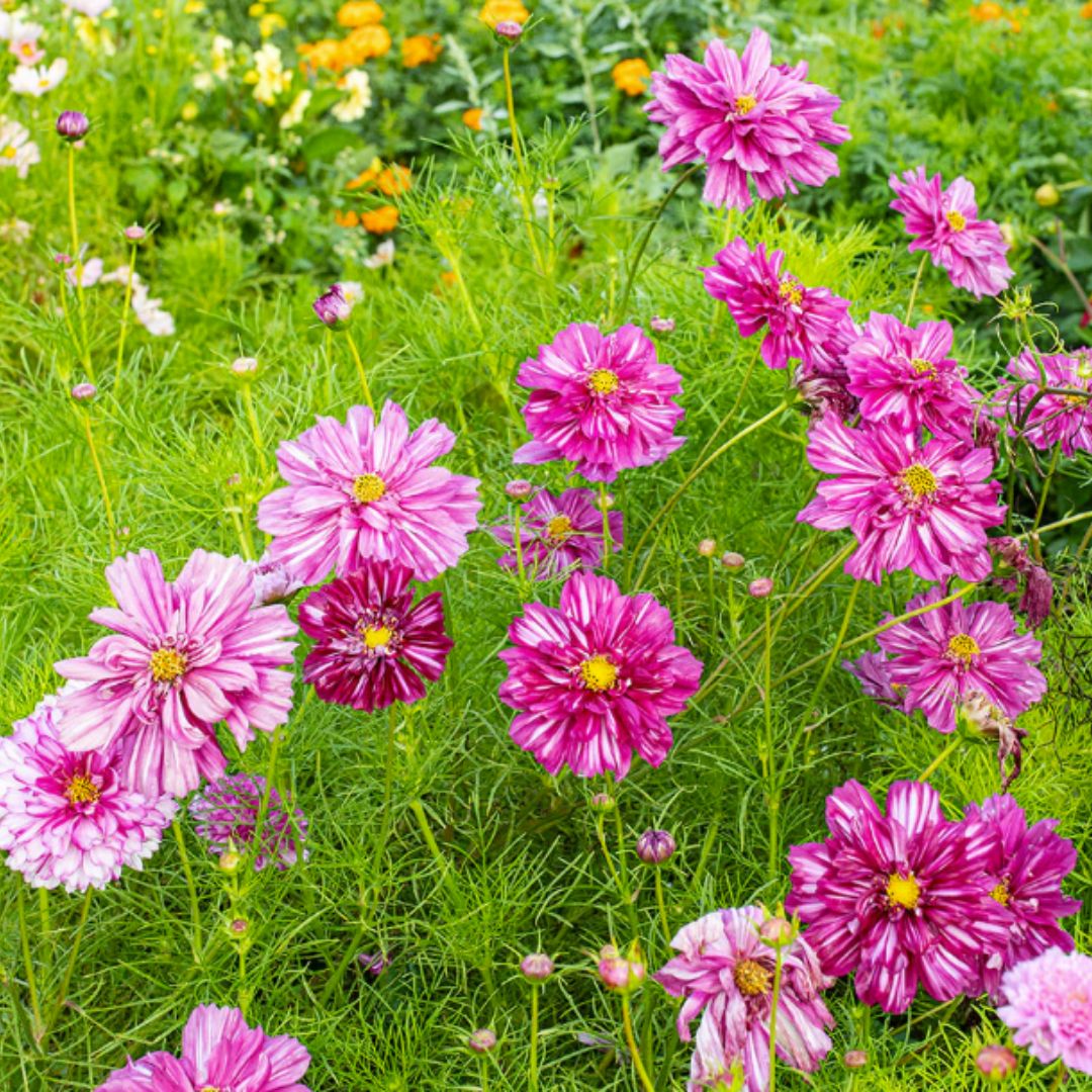 Kosmeja 'Double Click Bicolor Violet'