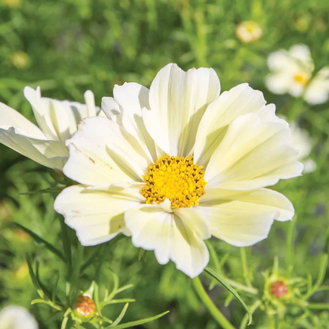 Kosmeja 'Xanthos'