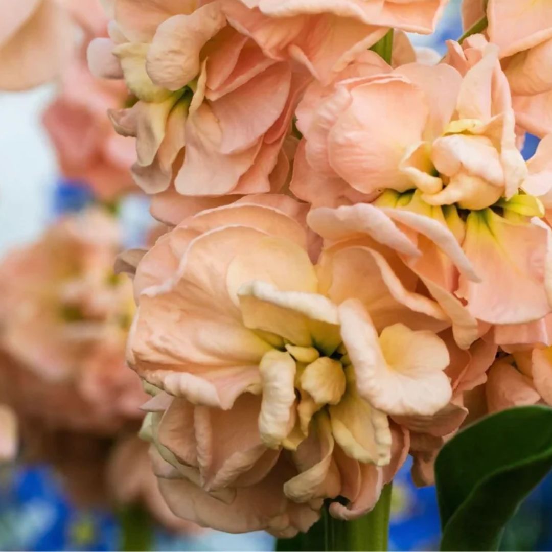 Lefkoja 'Iron Apricot'