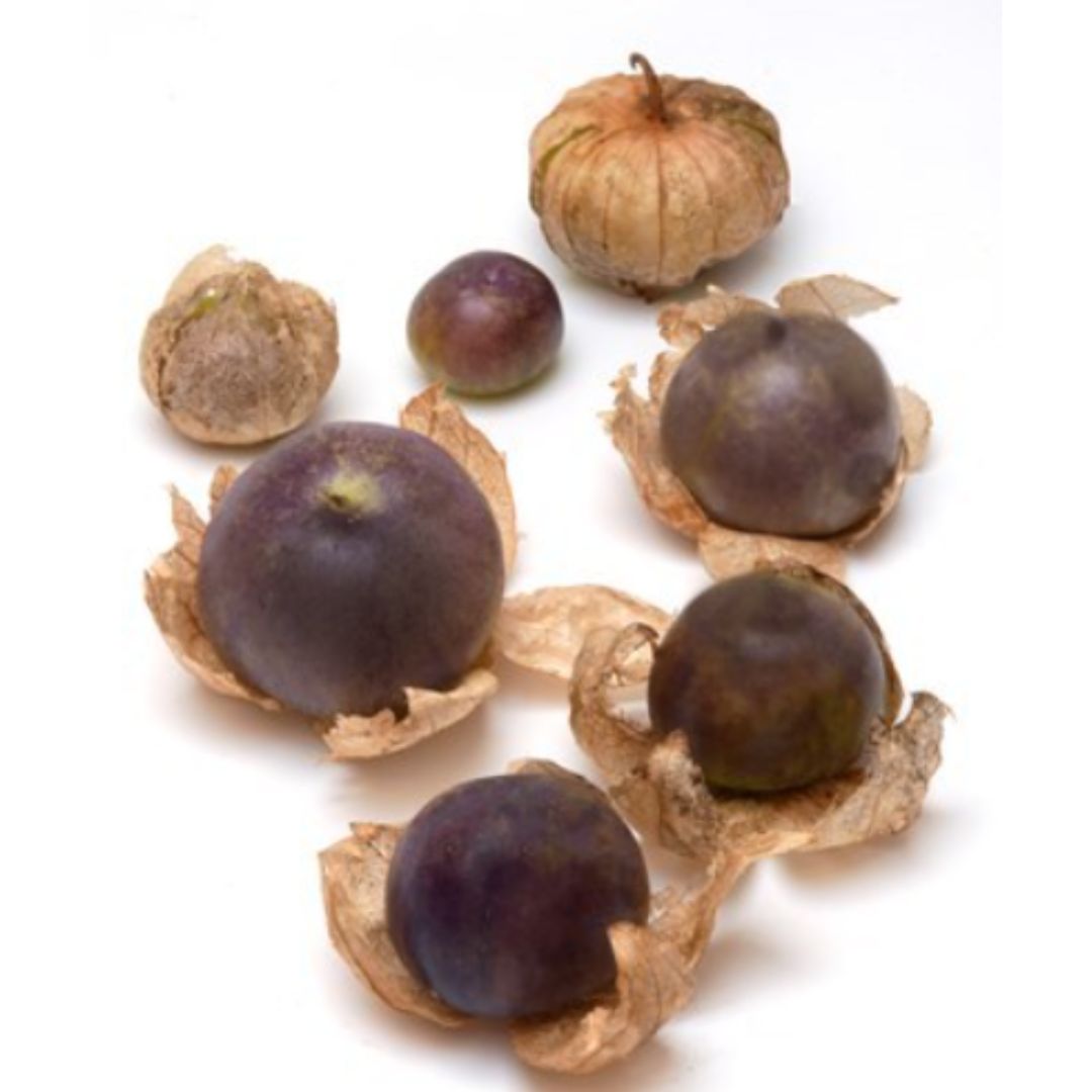 Fizālis 'Purple de Milpa'