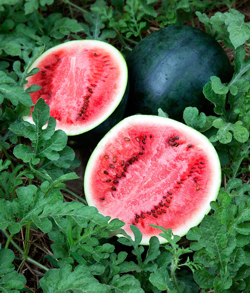 Arbūzs 'Sugar Baby'