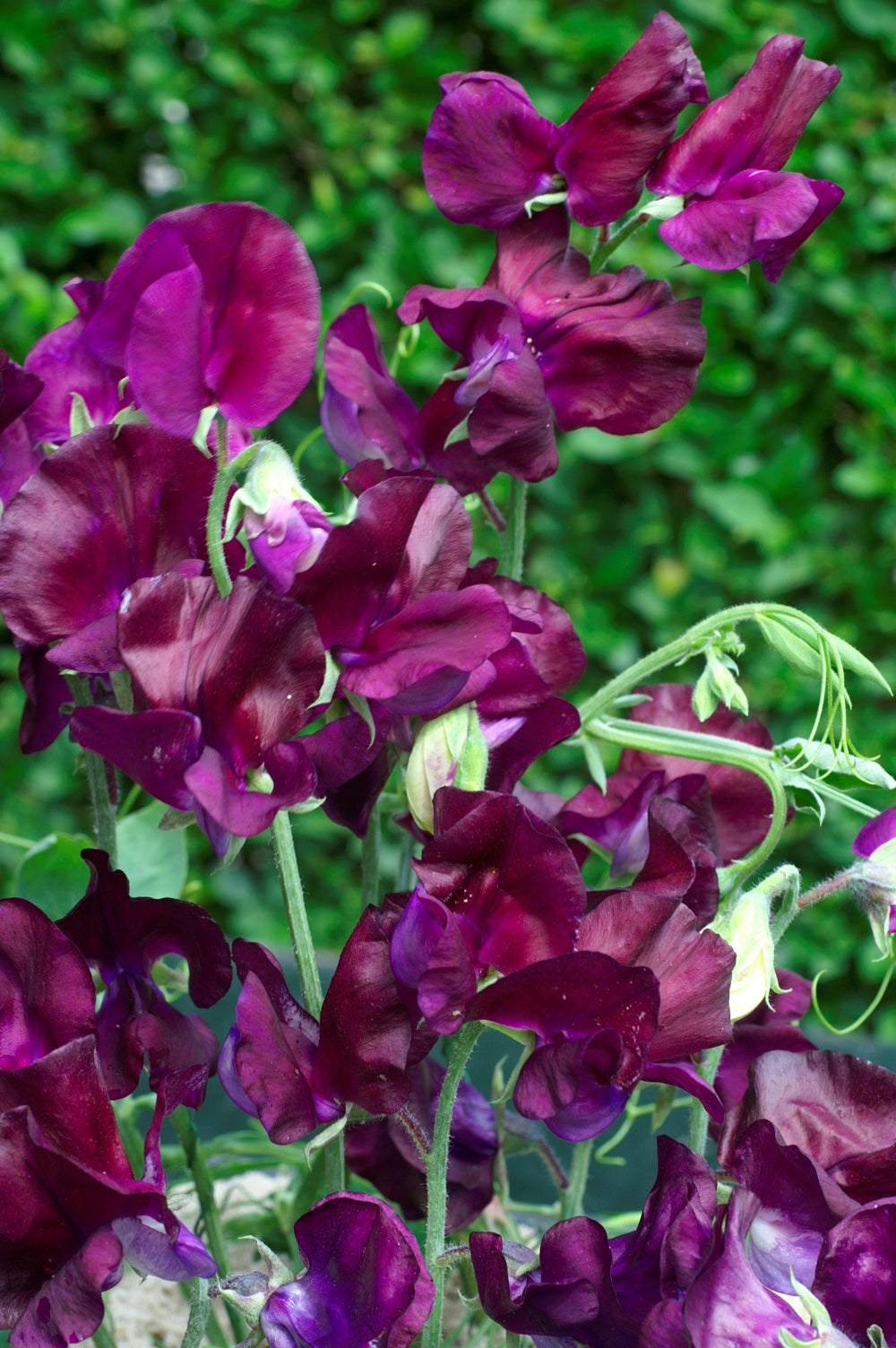 Puķuzirņi 'Royal Maroon'