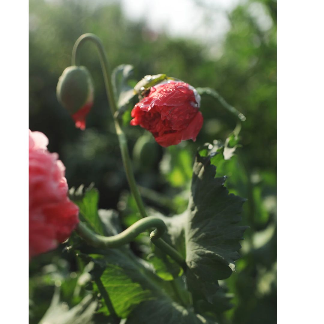 Miega magone 'Frosted Salmon Peony'