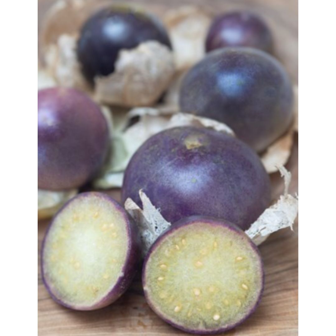 Fizālis 'Purple de Milpa'