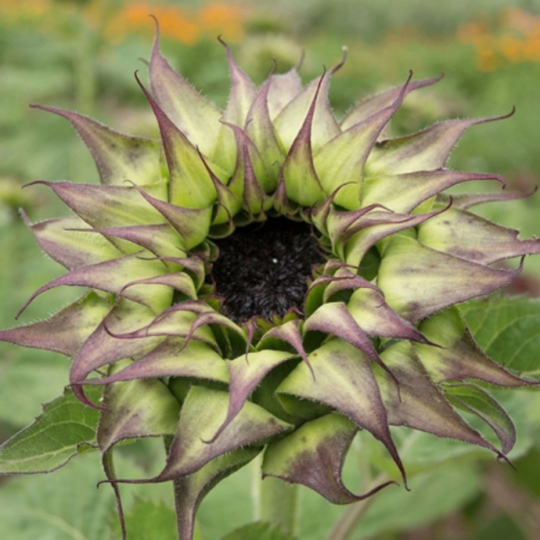 Saulespuķe 'Sunfill Purple' F1