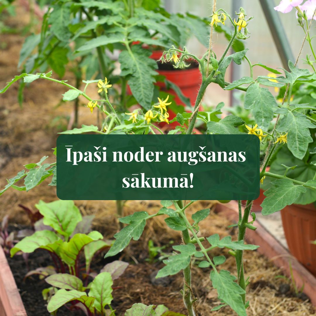 Koncentrēts augsnes uzlabotājs GROW's VEGGIE - dārzeņu audzēšanai siltumnīcām un dobēm