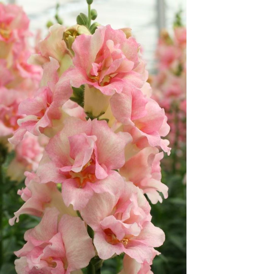 Lauvmutīte 'Double Shot Apple blossom'