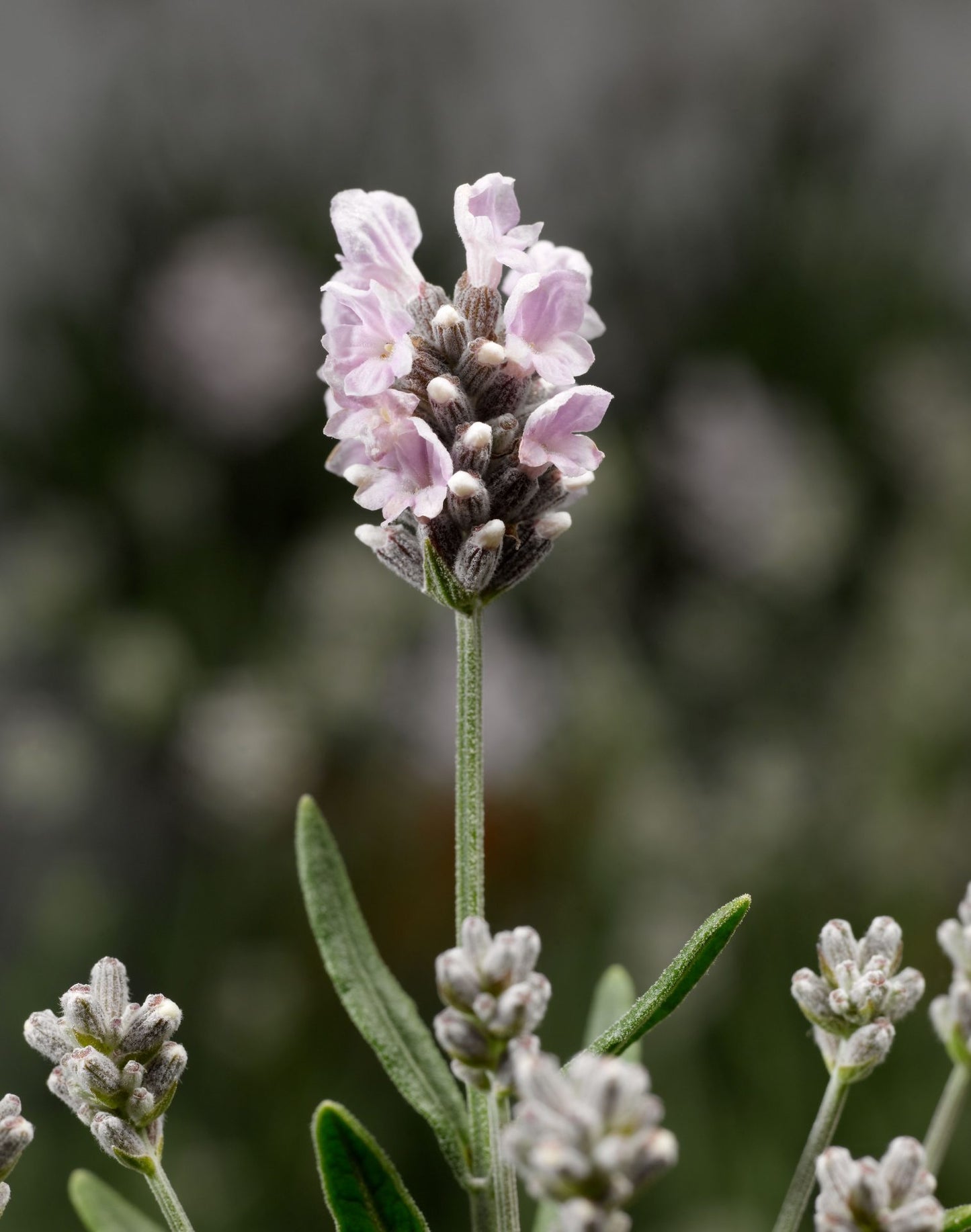 Lavanda 'Scent White'