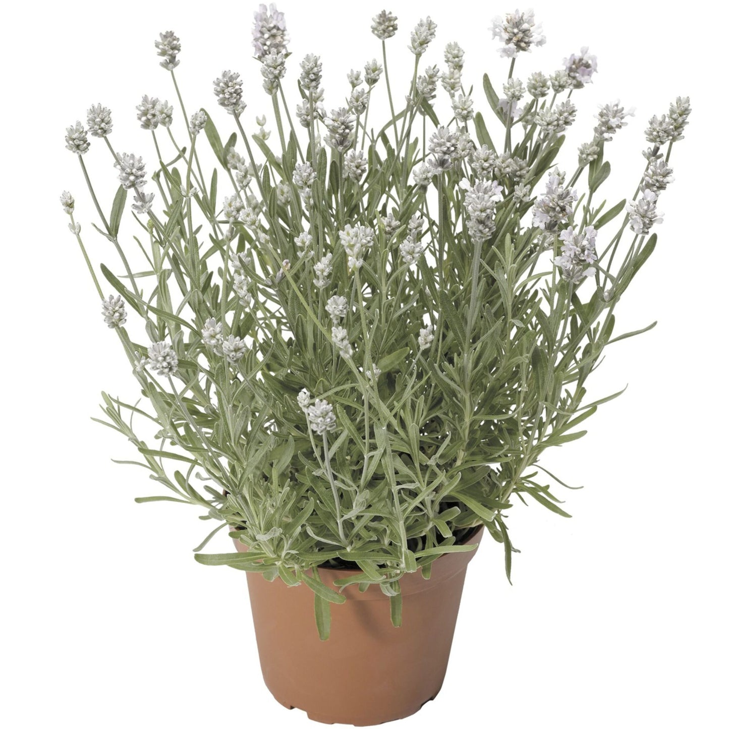 Lavanda 'Scent White'