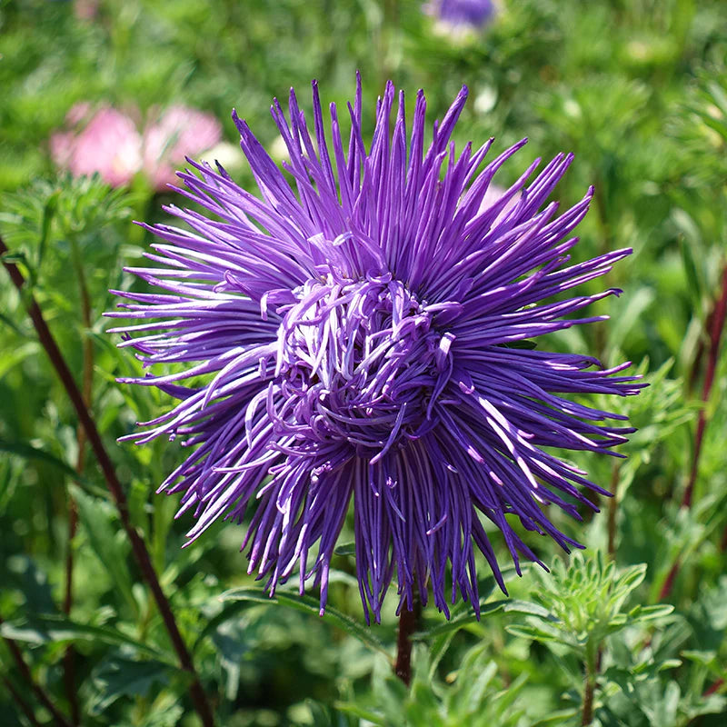 Asteres 'Valkyrie' Violet Blue