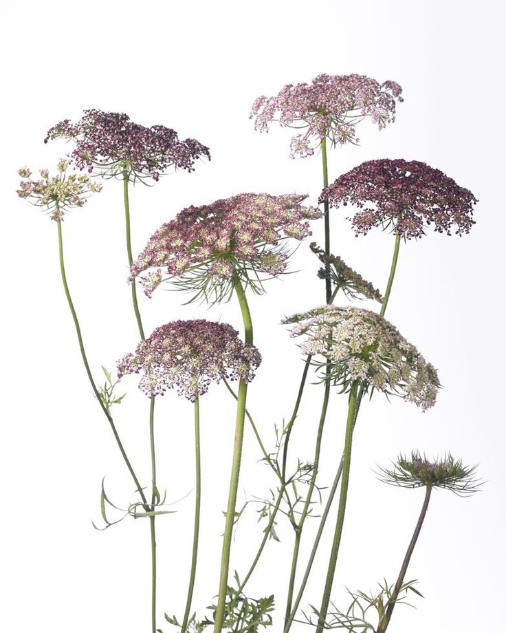 Daucus carota 'Dara'