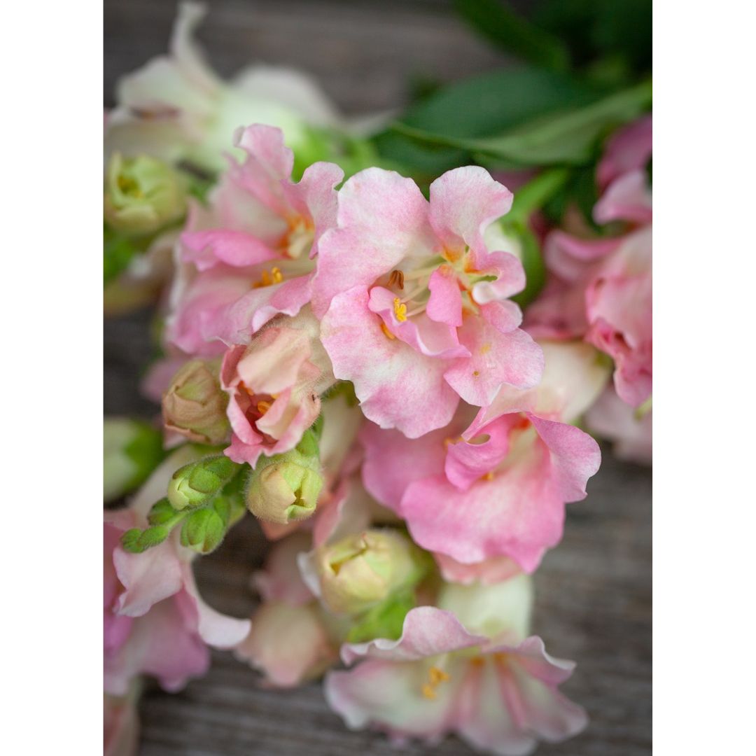 Lauvmutīte 'Double Shot Apple blossom'