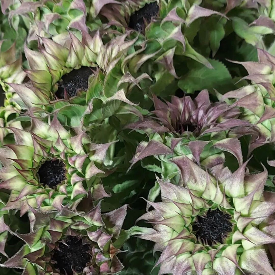 Saulespuķe 'Sunfill Purple' F1