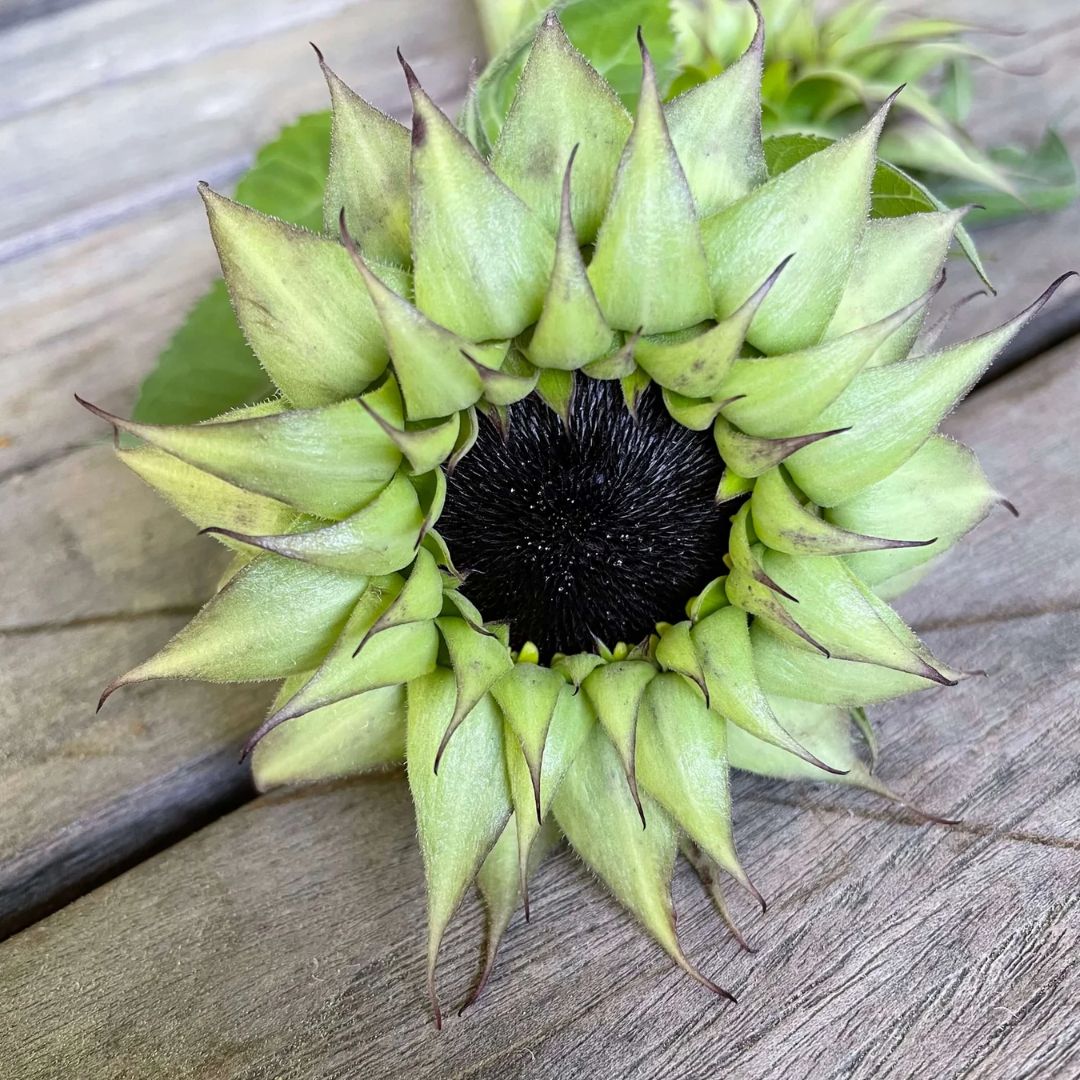Saulespuķe 'Sunfill Purple' F1