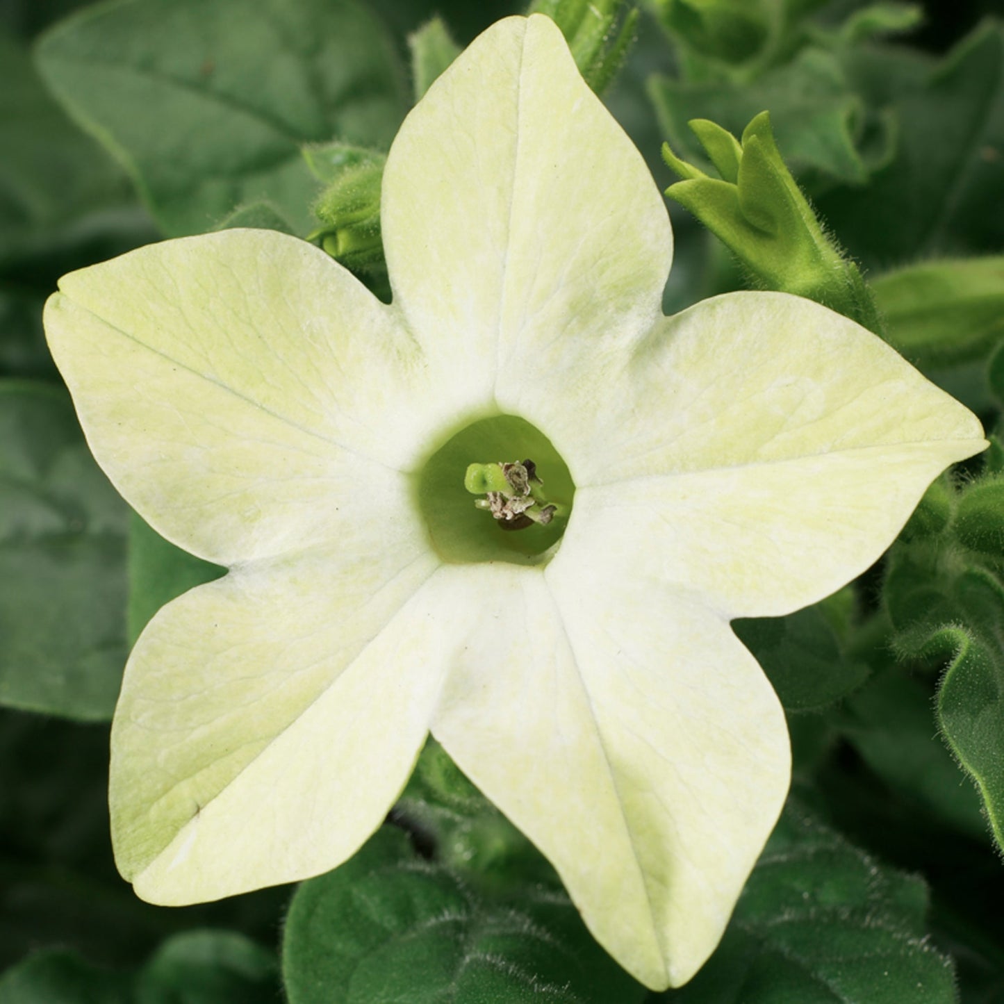 Puķu tabaka 'Saratoga Lime'