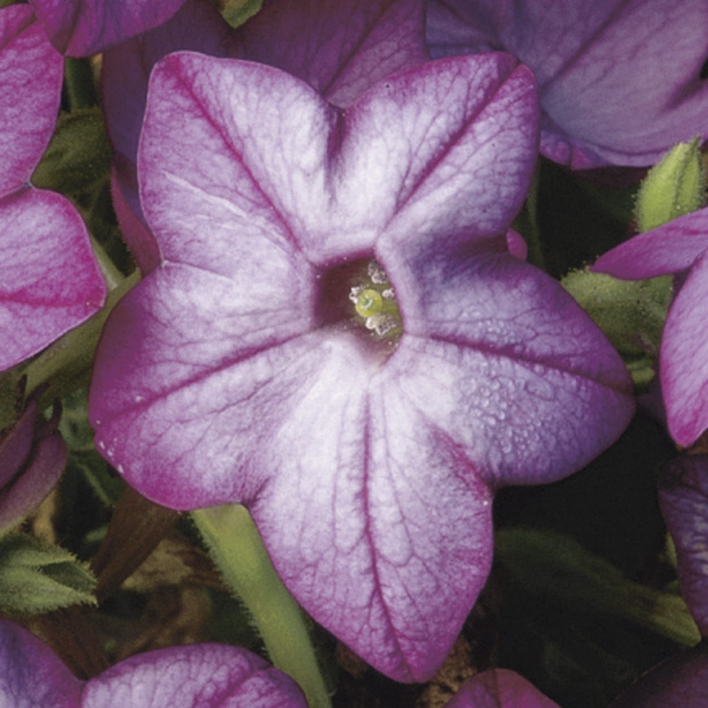 Puķu tabaka 'Saratoga Purple Bicolor'