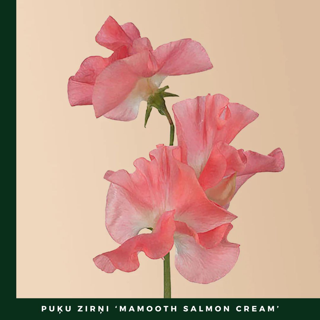 Puķuzirņi 'Mamooth Salmon Cream'