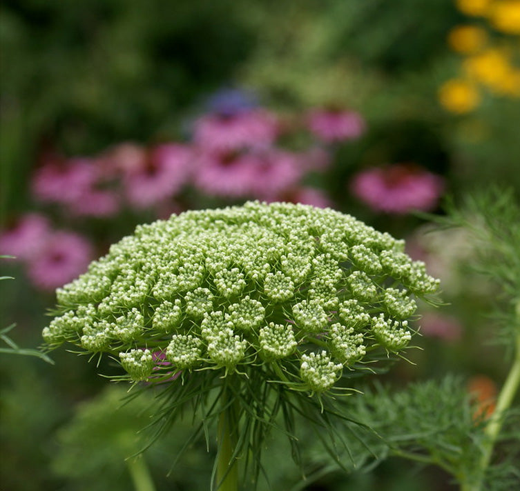 Lielā visnaga ammija 'Green Mist'