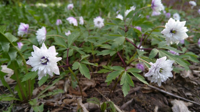 Meža anemone 'Blue Eyes'