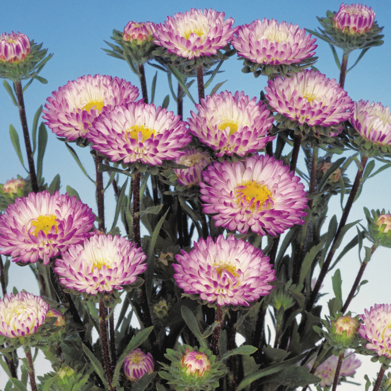 Asteres 'Matsumoto Pink Tipped White'