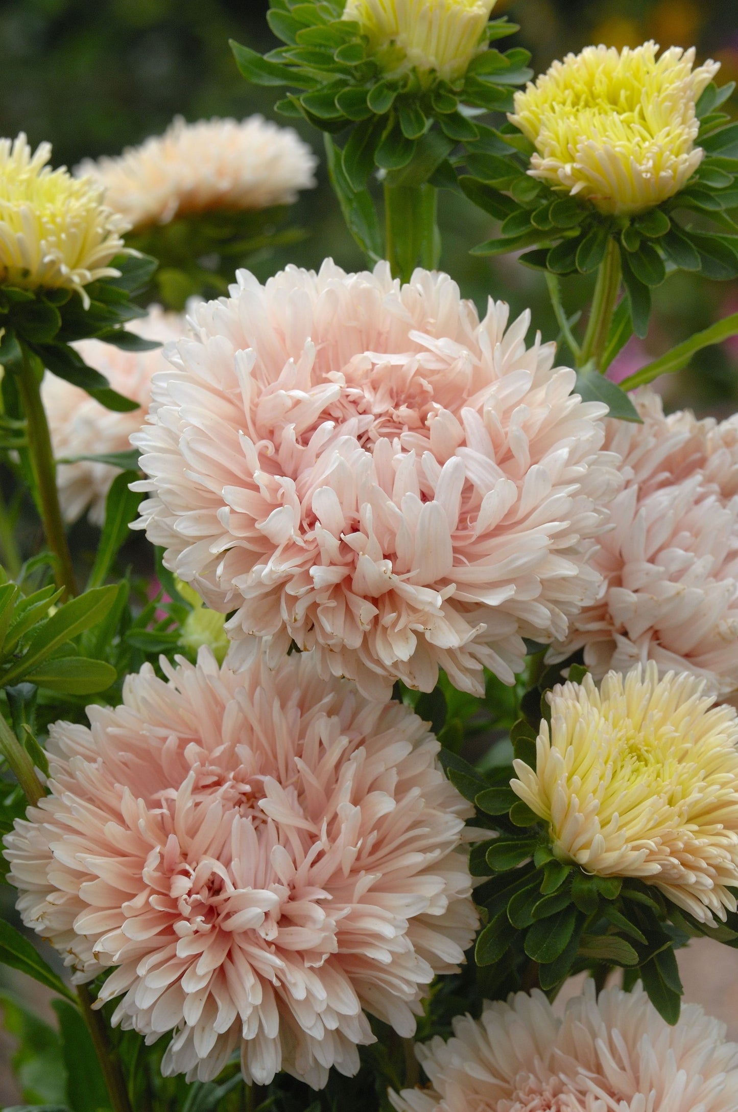Asteres 'King Size Apricot'